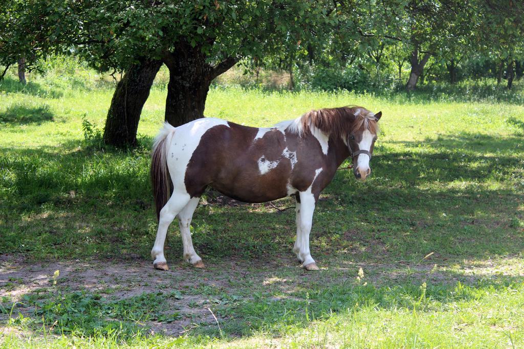 Gesztenyes Vendeghaz Garáb Buitenkant foto